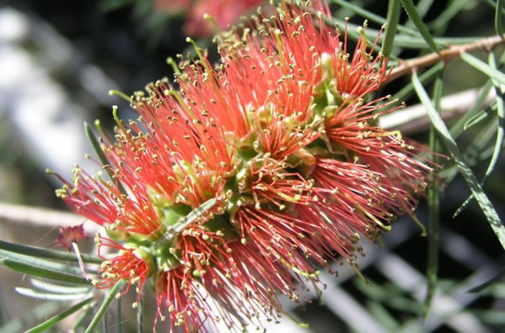 Red fluffy flower of Callistemon linearis, or narrow-leaved Bottlebrush