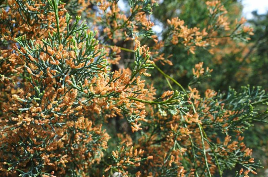Cypress tree with spindly leaves, seed pods and orange flowers