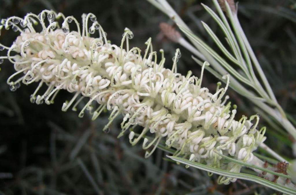 White flower of Grevillea albiflora, or White Spider Flower Grevillea