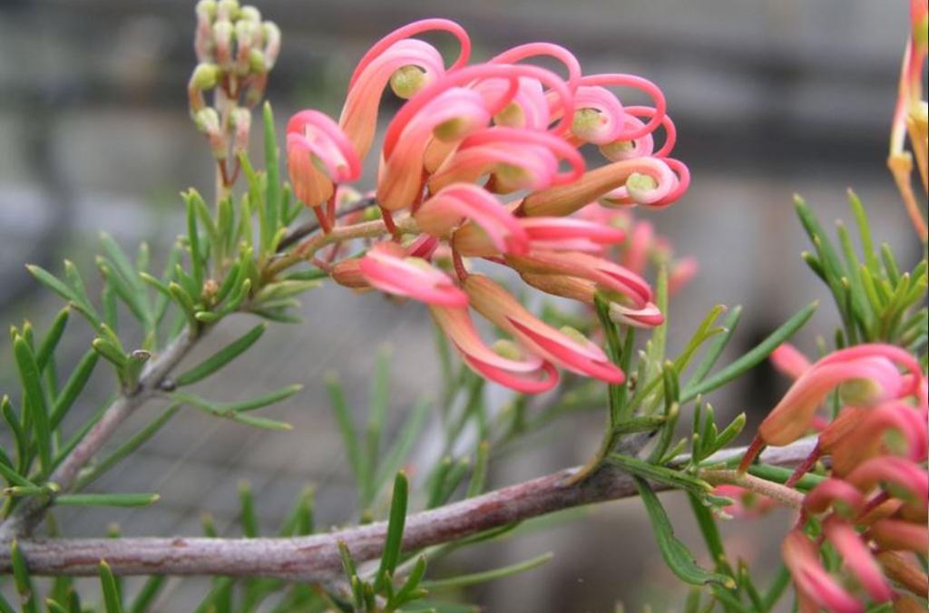 Pink flowers of Grevillea x semperflorens