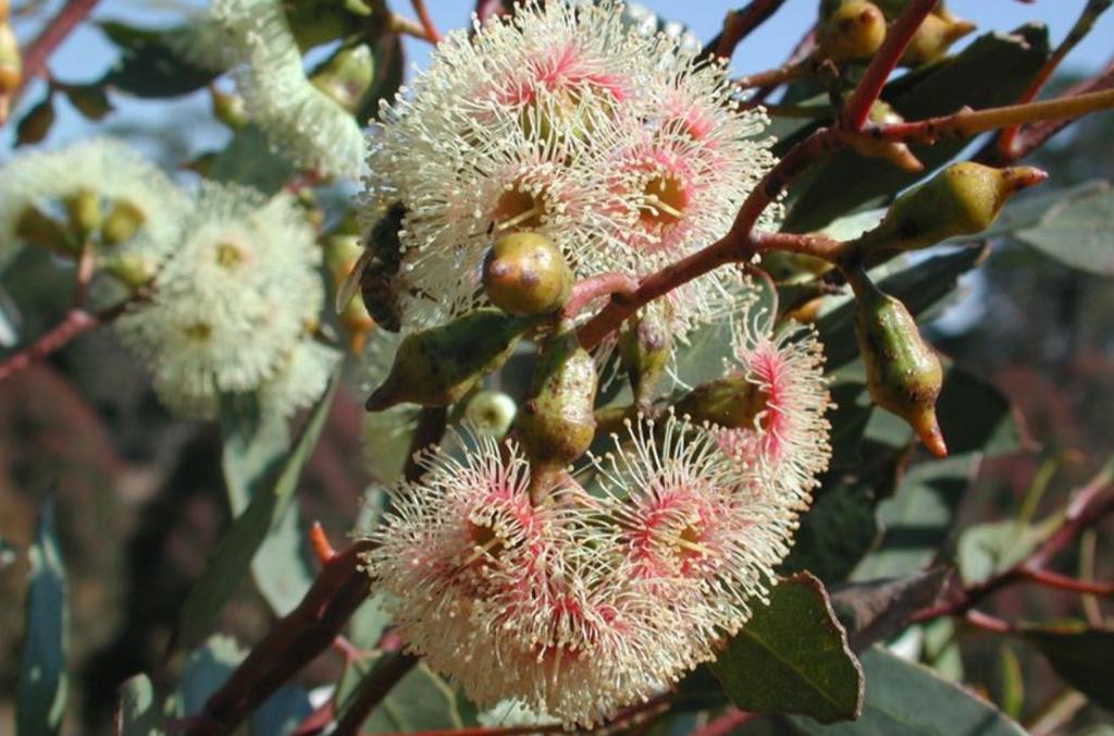 pink and cream blossoms of the Kopi Mallee
