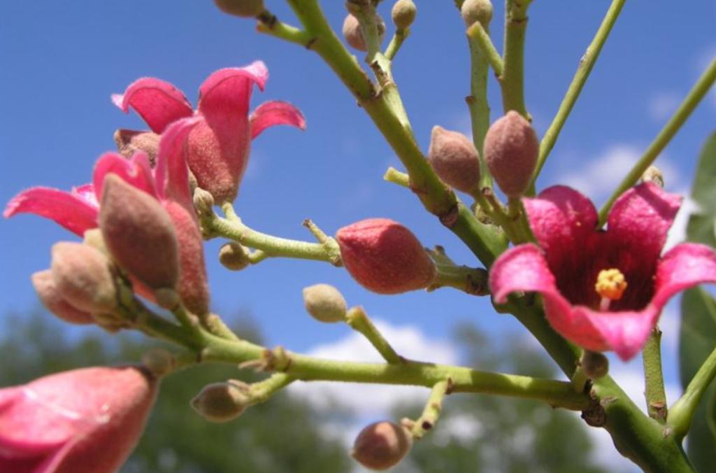 Pink bell flowers of Kurrajong Griffith Pink