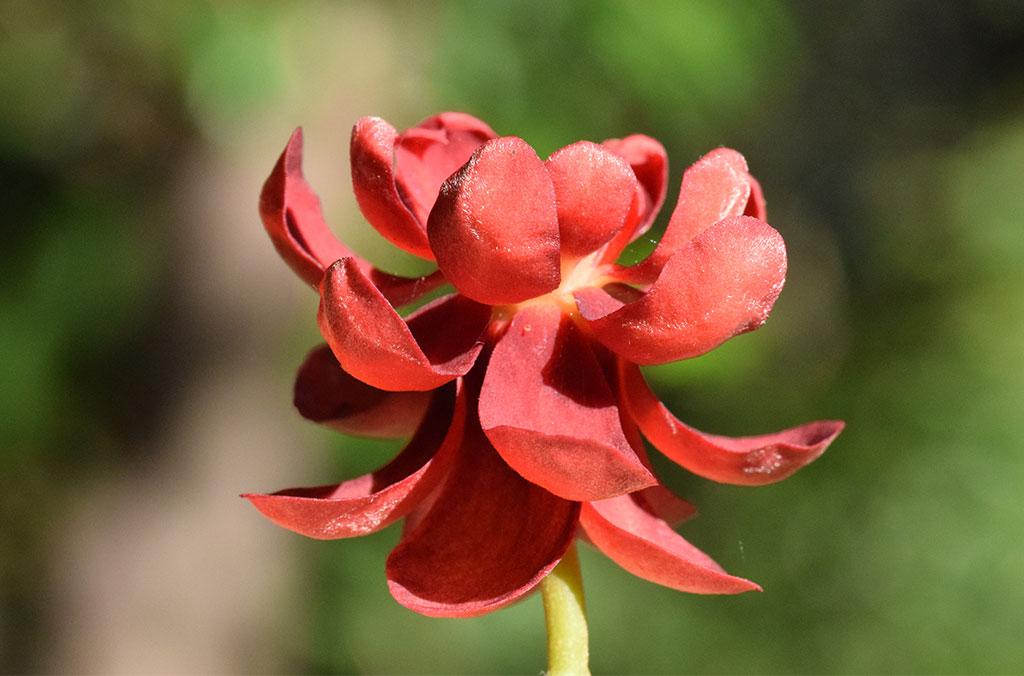 Close up of a red bloom of the Idiospermum Australiense