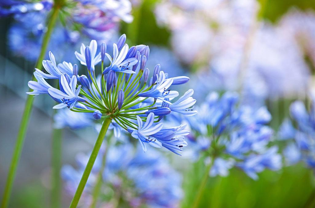 Close up of the Agapanthus blue thunder