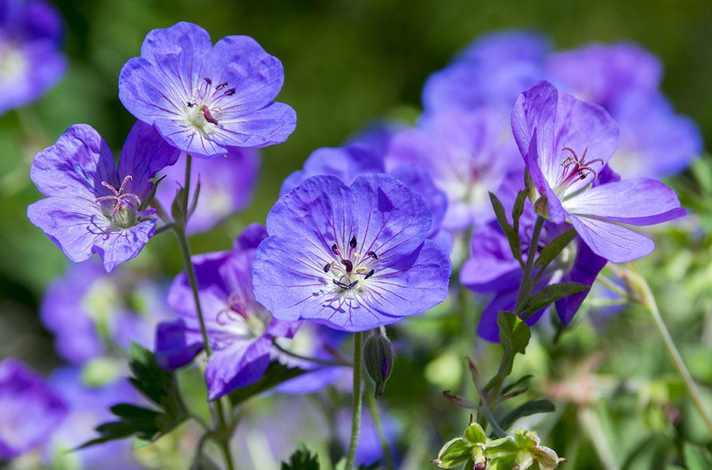 Blue flowers of the Geranium 'Rozanne'