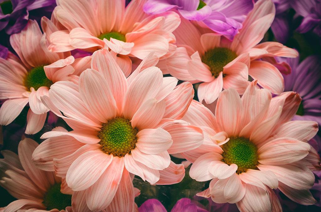 Pink flowers of the Osteospermum 'Tradewinds Cinnamon'