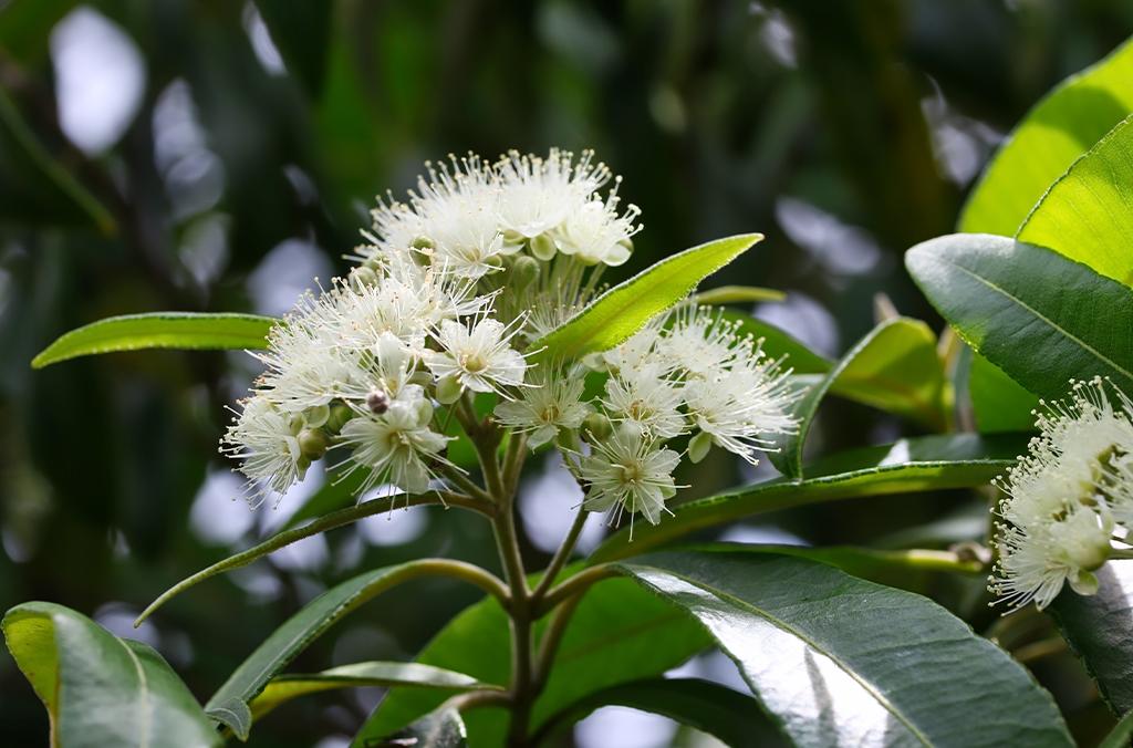 Lemon myrtle tree with cream flowers