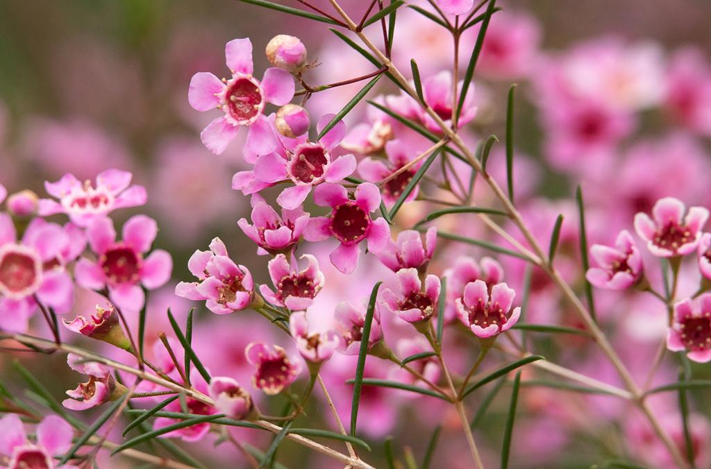 Pink tea tree flowers