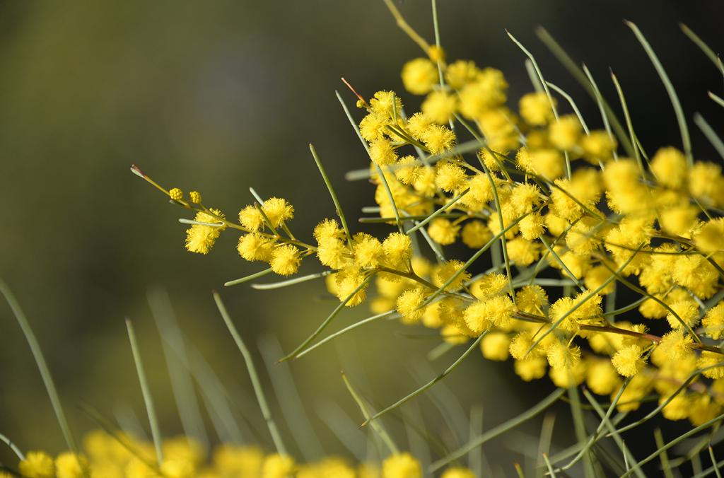 Close up of wattle in bloom