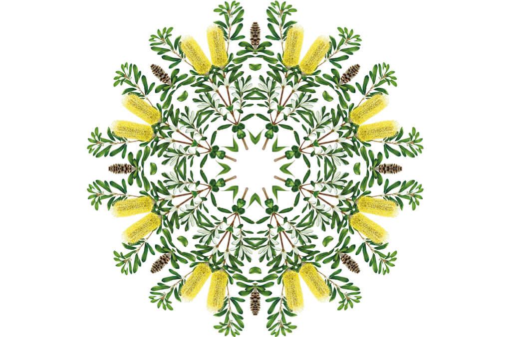 Kaleidoscope plant species Banksia integrifolia by Annie Hughes