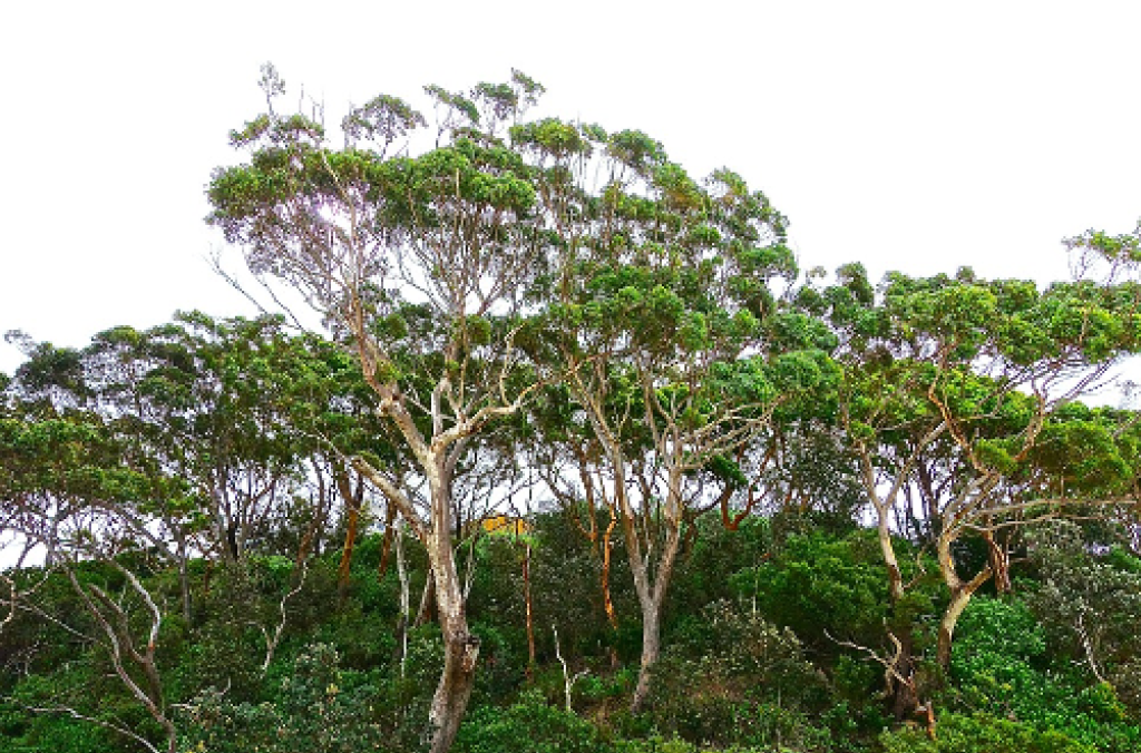 Woodland