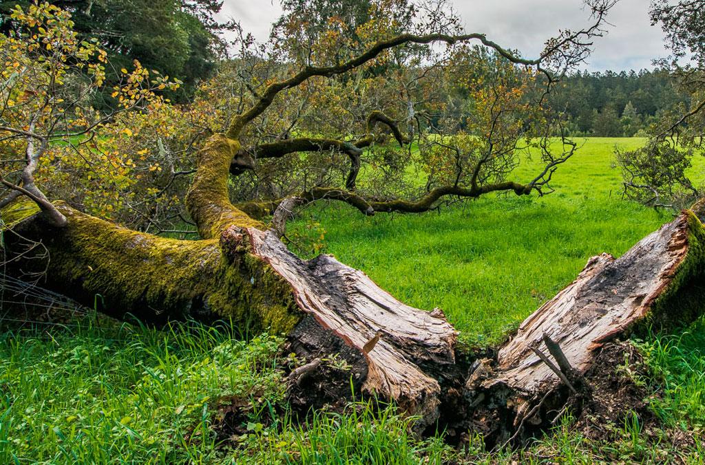A dead tree suffering from fallen tree dieback in a field