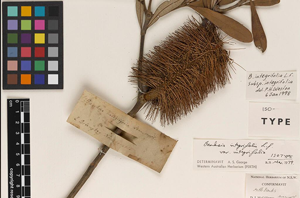 A Banksia specimen collected by Banks and Solander during their voyage to the Pacific with Captain Cook.