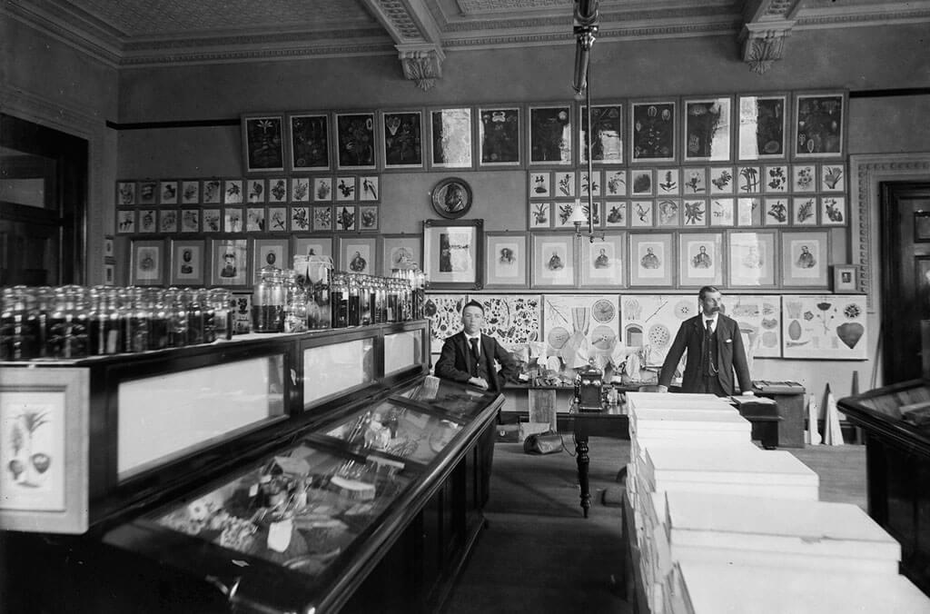 The interior of the original Herbarium in the early 1900s