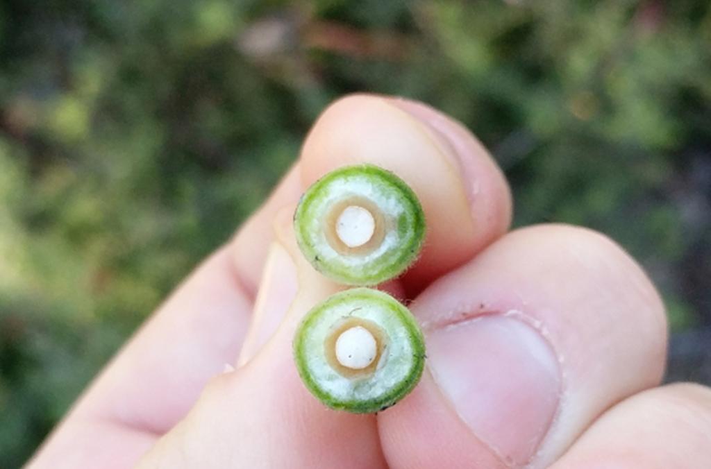 A Persoonia fruit cut in half