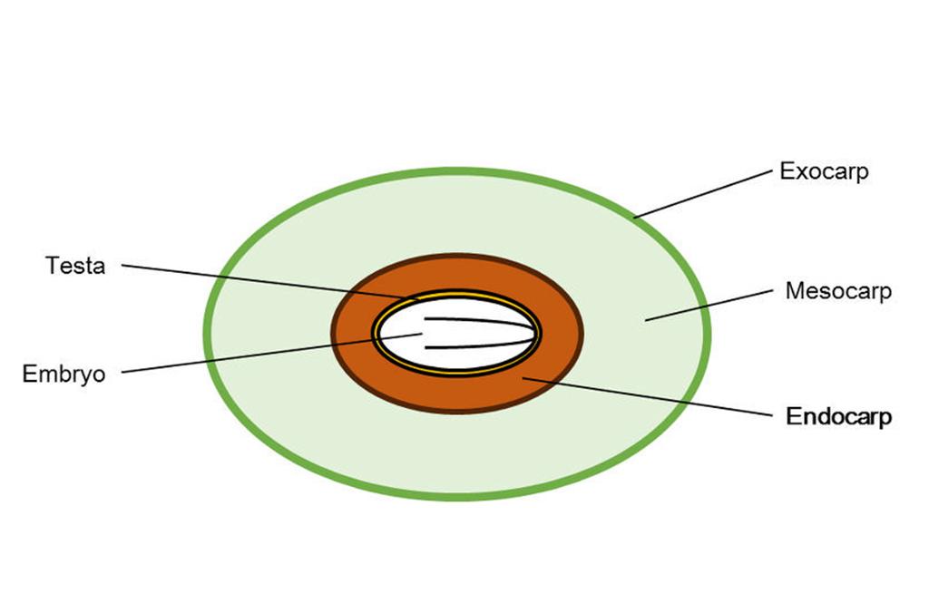 Diagram showing Persoonia drupe's layers: exocarp, mesocarp, endocarp, testa, embryo
