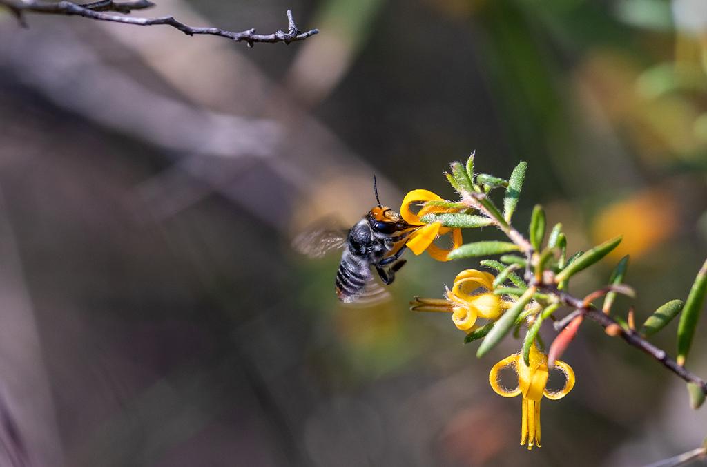 Persoonia hirsuta branch and flowers with an insect on it