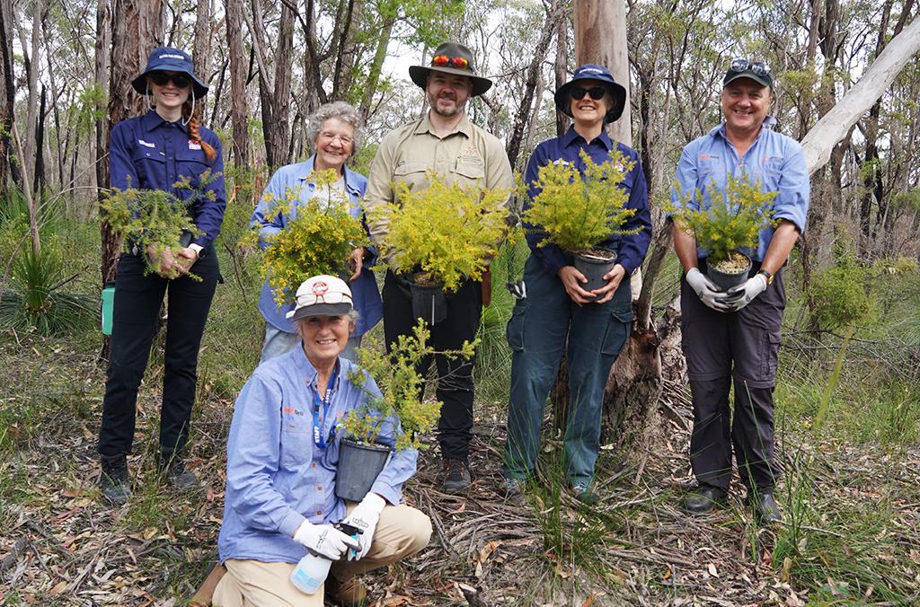 Six people in the bush, holding persoonia hirsuta plants ready for translocation
