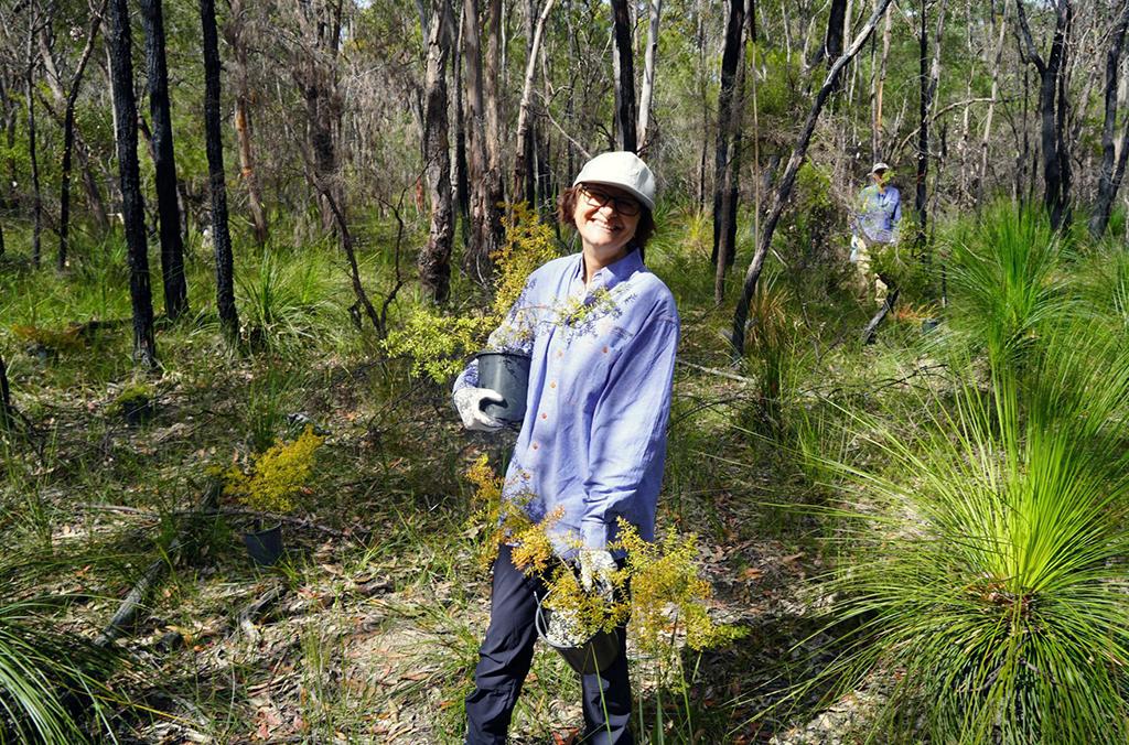 Person holding Persoonia hirsuta sapling