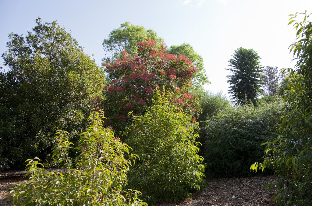 Garden with bushy plants