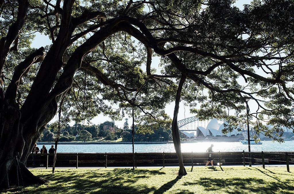 Fig tree near the Sydney Harbour, view of Sydney Harbour Bridge across the water