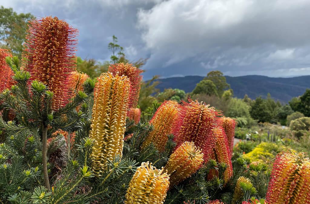 native plant