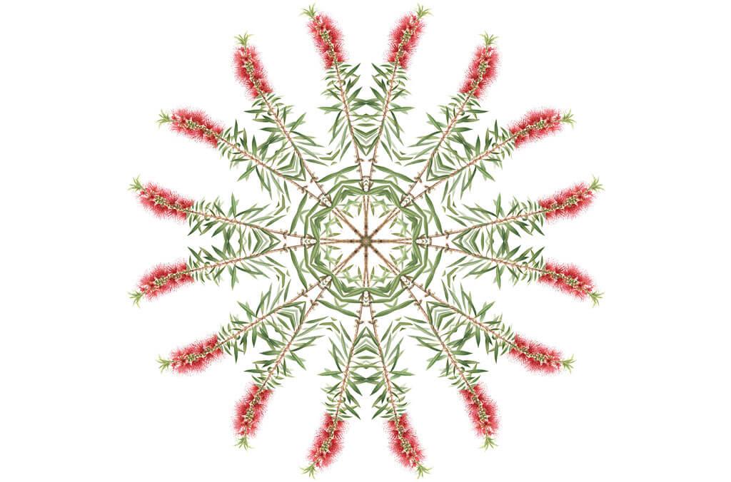 Kaleidoscope plant species Callistemon Viminalis by Leigh Ann Gale