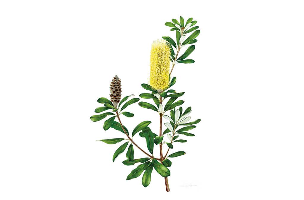 Painting plant species Banksia integrifolia by Annie Hughes