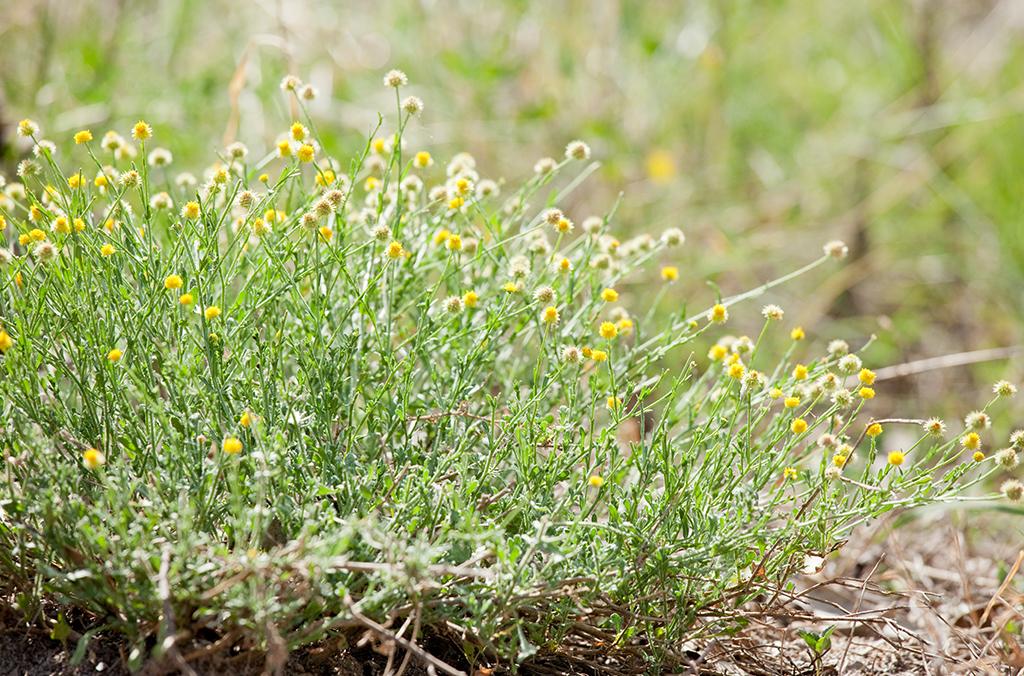 Calotis lappulacea, or yellow burr-daisy. A shrubby native Australian plant with yellow flowers