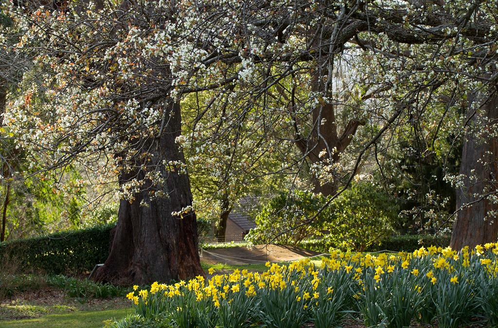 Meadow with yellow daffodils and shady woodlands trees