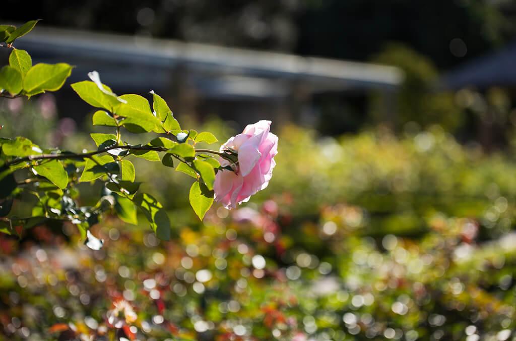 Pink rose on a bush