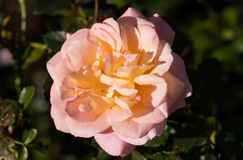 Peach coloured rose