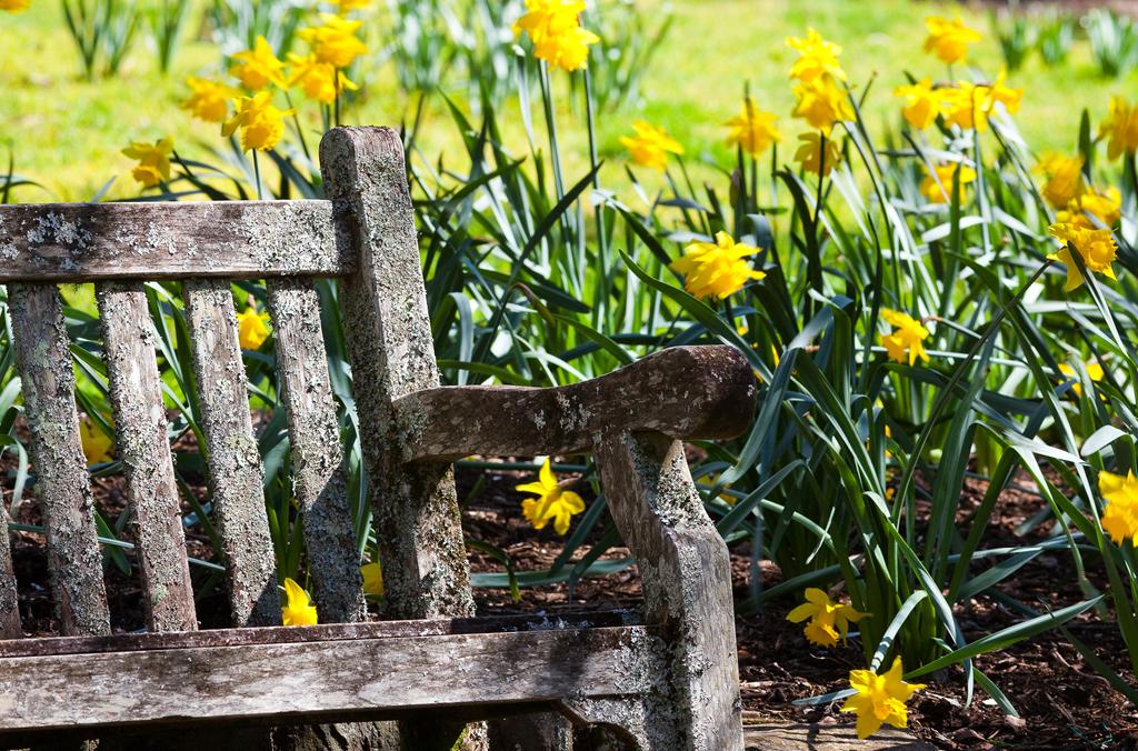 Garden bench surrounded by daffodils