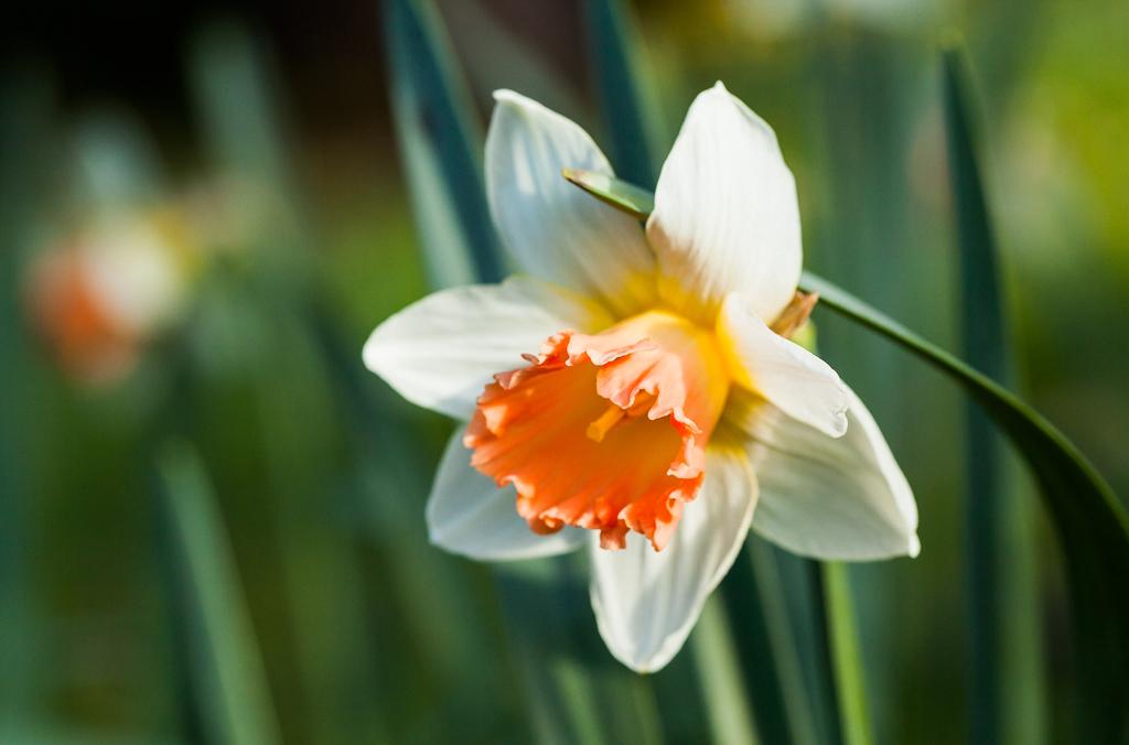daffodil in flower