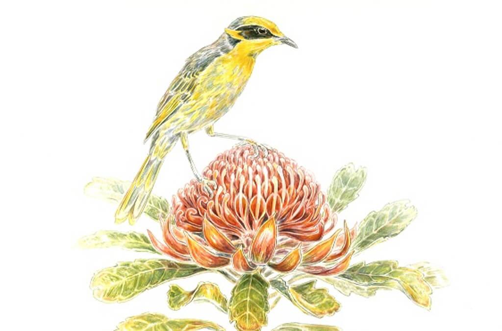 Waratahs, Wildflowers & Wildlife by Fioan Lumsden