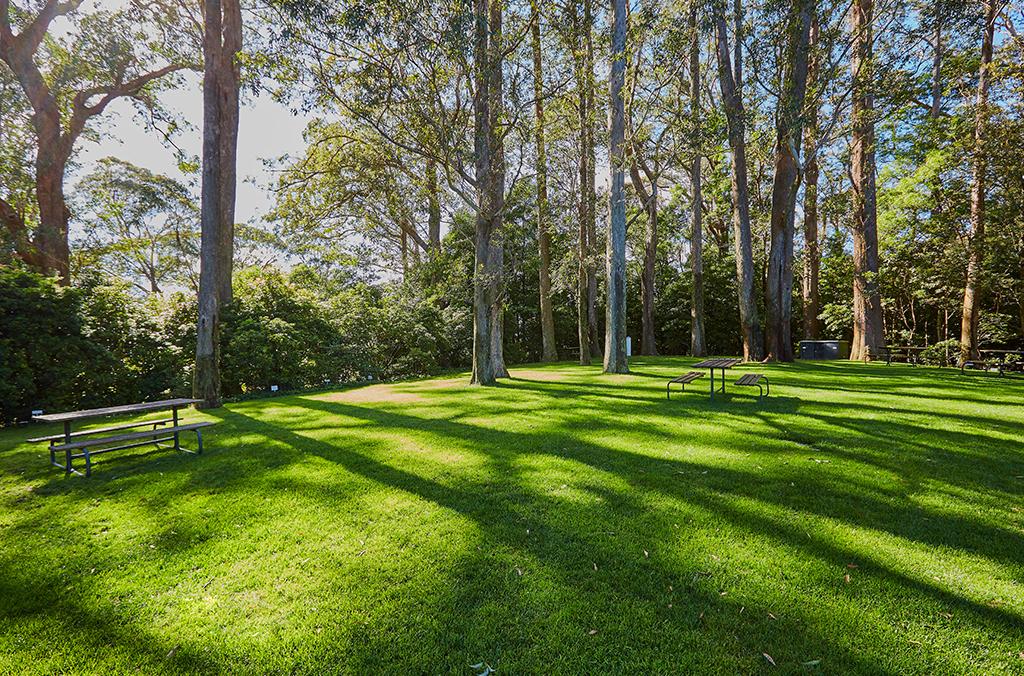 Shady green lawn space