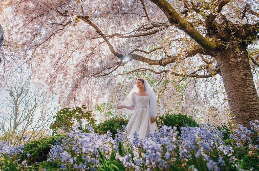 Bride under cherry blossom tree