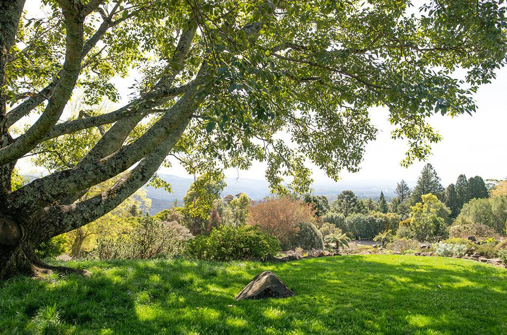 Lush lawn with magnificent tree and mountain views