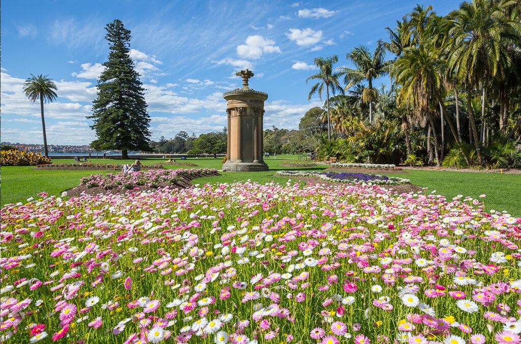 Pink and white Paper daisies, a statue and lawns on a sunny day