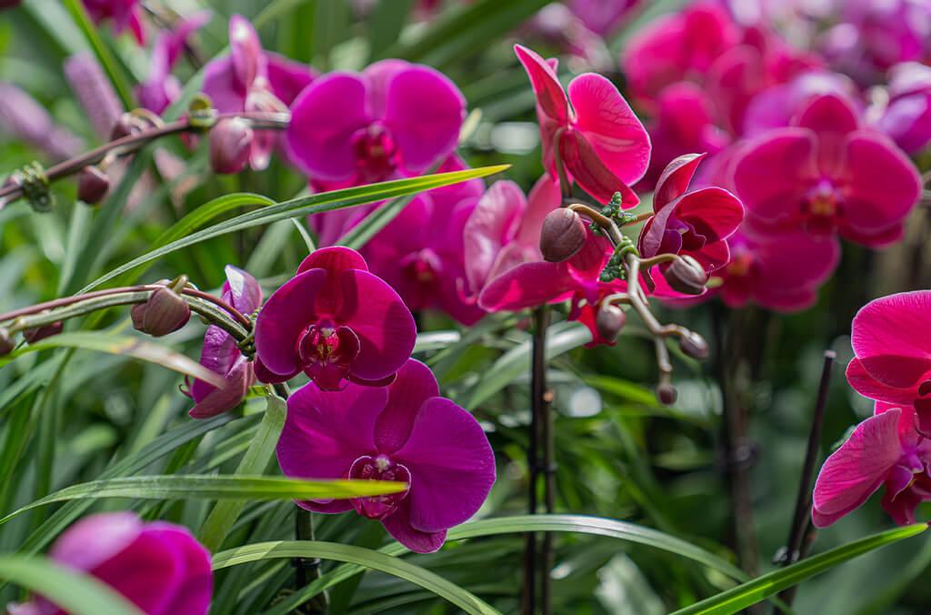 Deep pink orchids