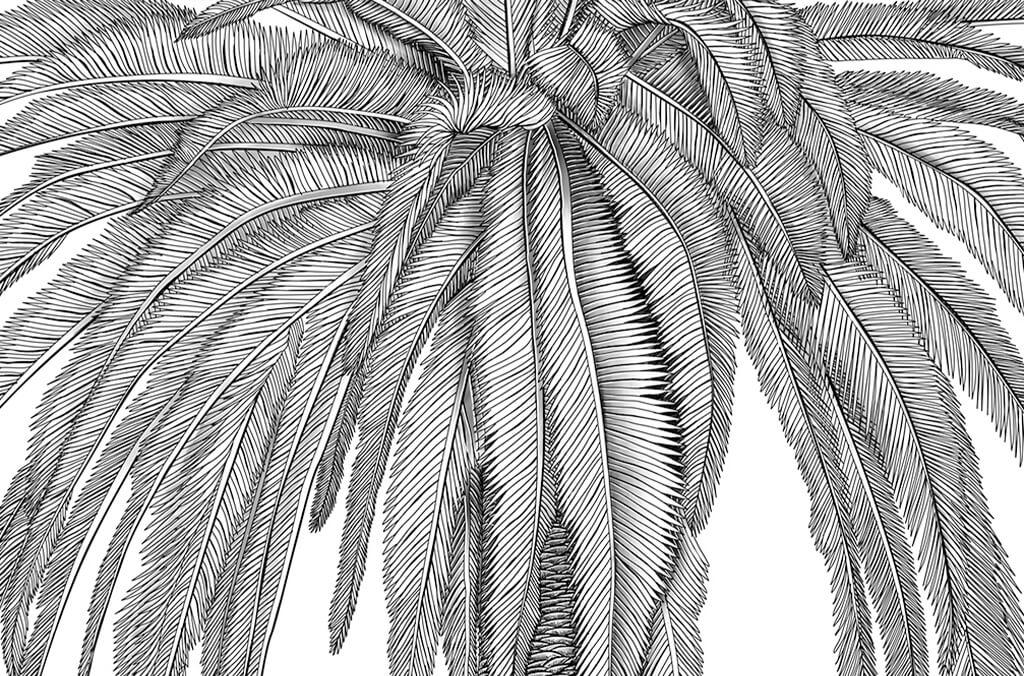 Black and white illustration of a Palm tree, Phoenix canariensis. Copyright: Juan Luis Castillo