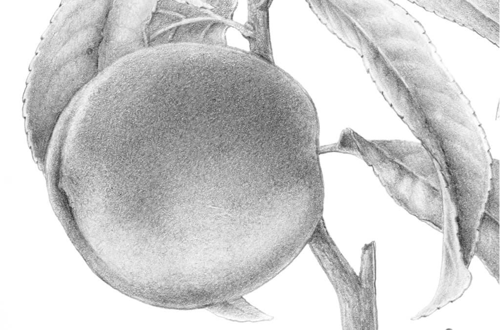 Black and white illustration of Prunus persica var. persica. Copyright: Laura Ribulgo