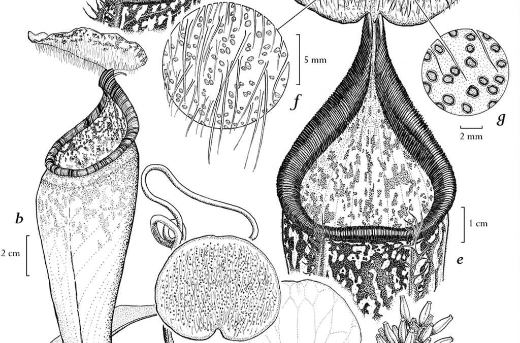 Black and white illustration of parts of a pitcher plant. Copyright: François Sockhom Mey