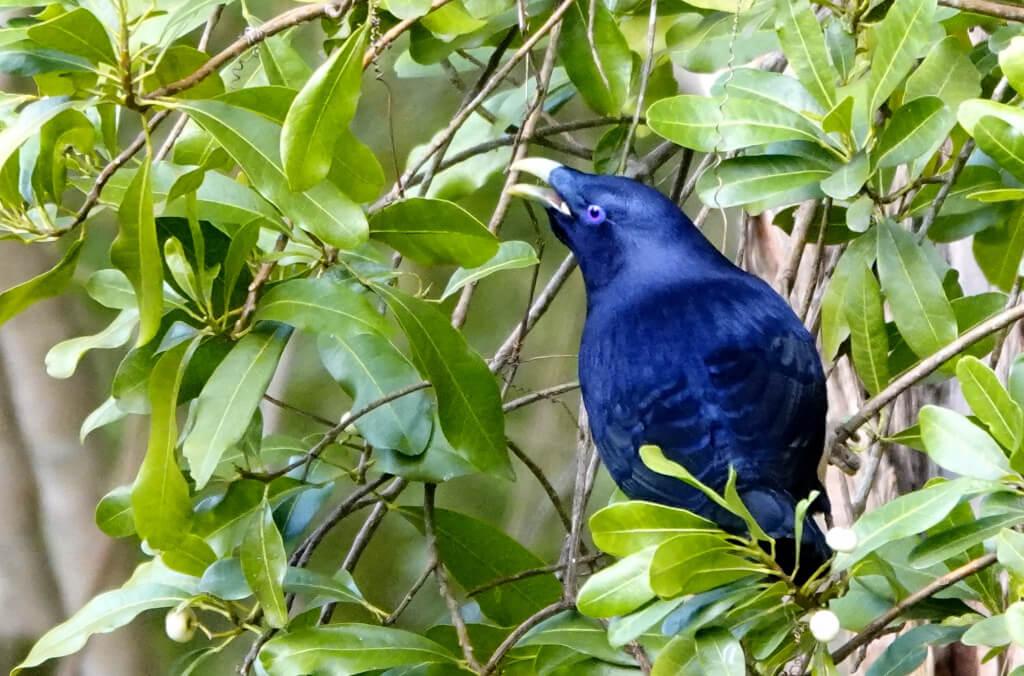 satin bird close up 