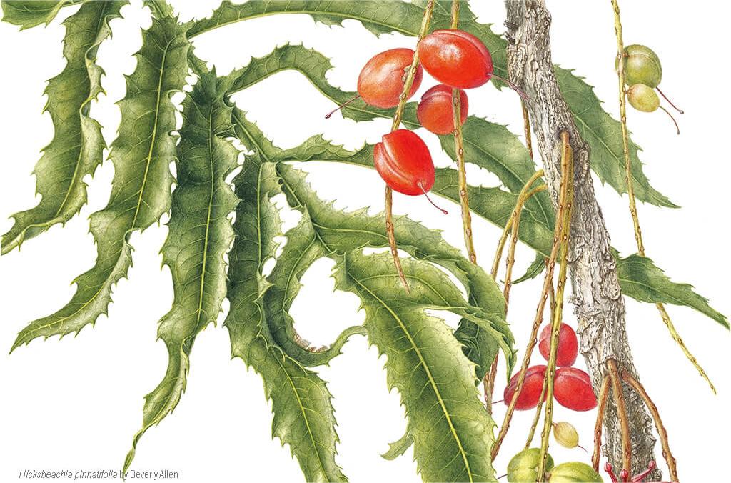events-Hicksbeachia pinnatifolia-Beverly-Allen-1024x676.jpg