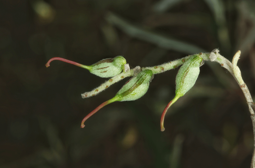 Close up of green flower bud