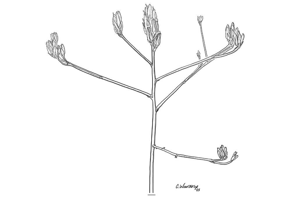 Haemodorum collevatum - botanical illustration by C Wardrop