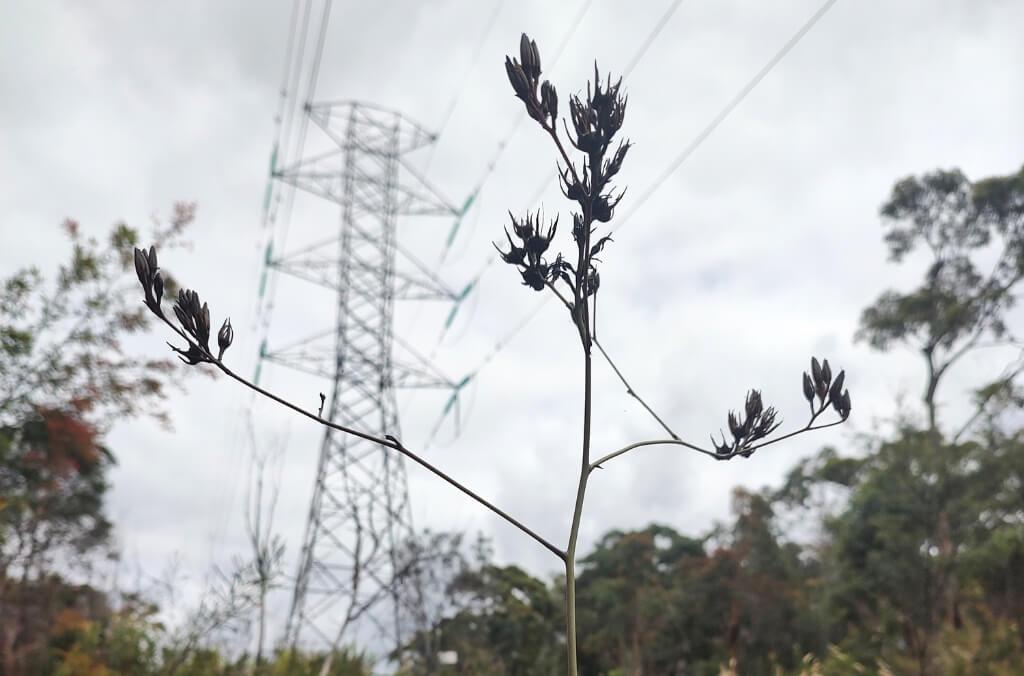 Hills Hoist Clothesline Bloodroot in the wild