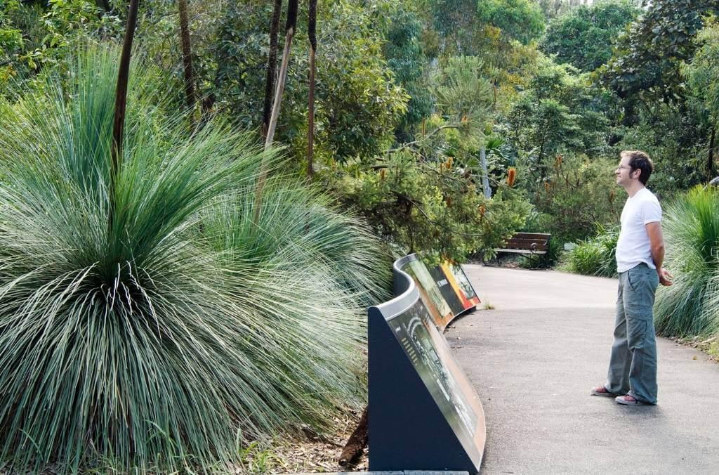 Man on garden path, looking at signs and native grass trees.