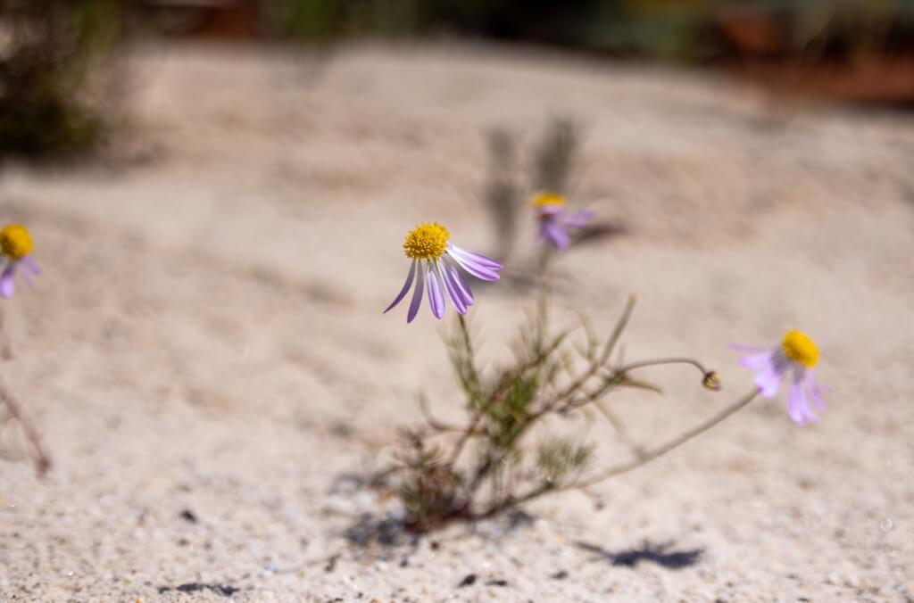 hort-arid-garden-purple-flower-1024x676.jpg